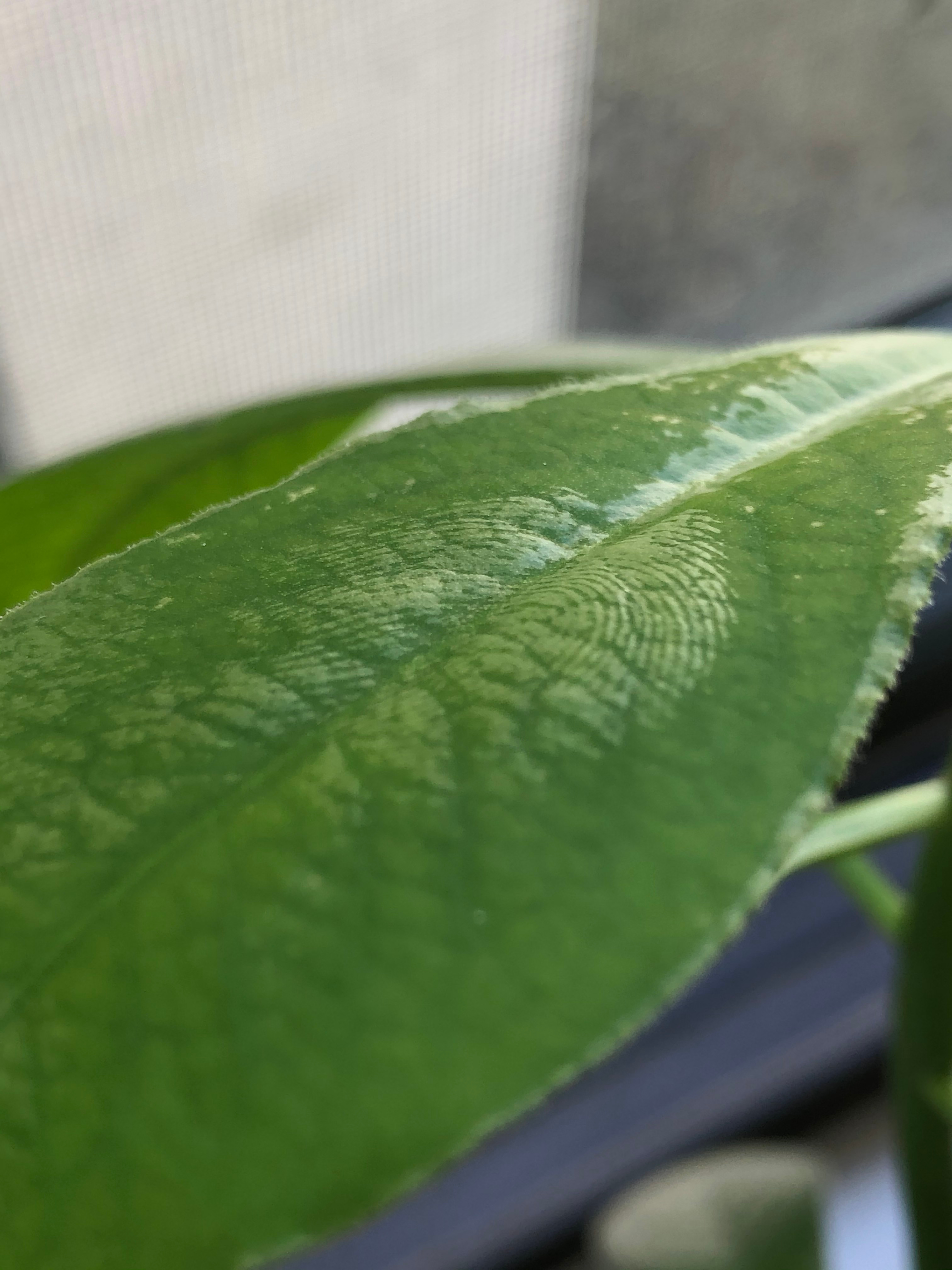 A closeup of a fingerprint left on a leaf